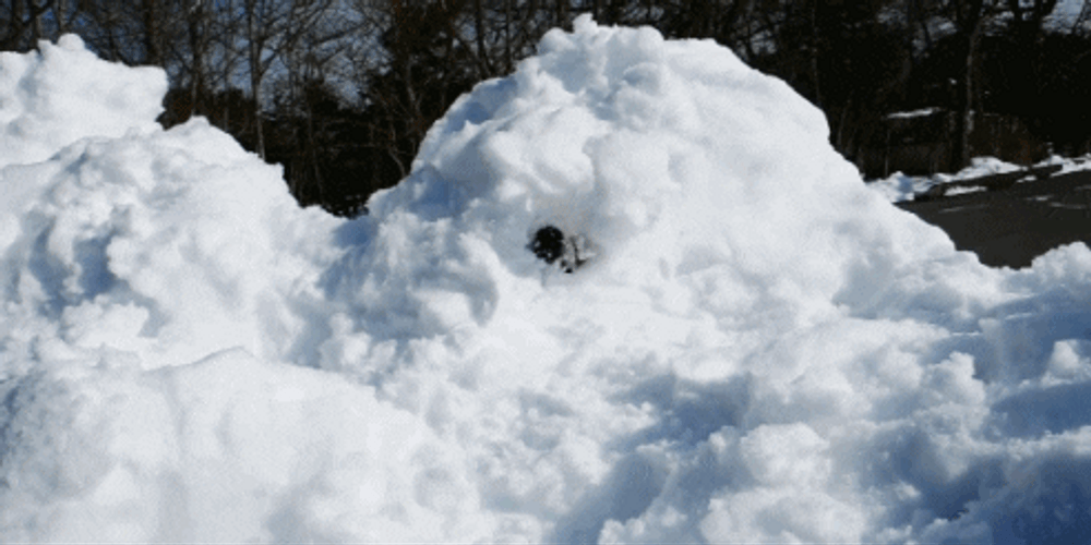 Winter Dog On Snow GIF