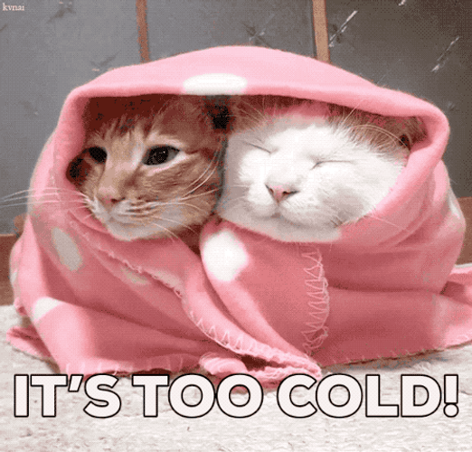 Winter Kittens Cold GIF