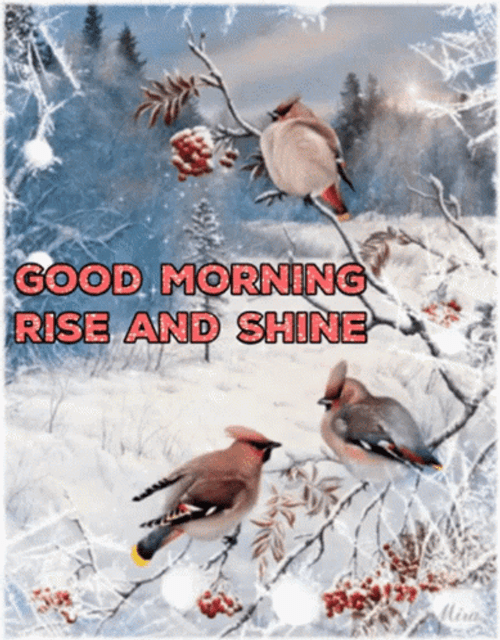 Winter Wednesday Rise And Shine GIF