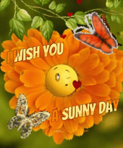 Wish You A Sunny Saturday GIF