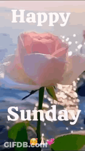 Wishing You A Wonderful Sunday GIF