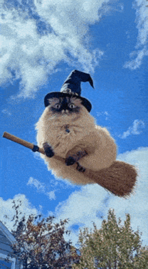 Witch Cat GIF
