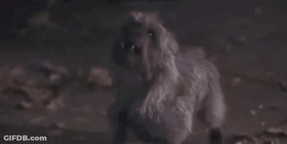 Wizard Dog Woof GIF