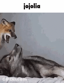 Wolf And Fox Lying On Bed GIF