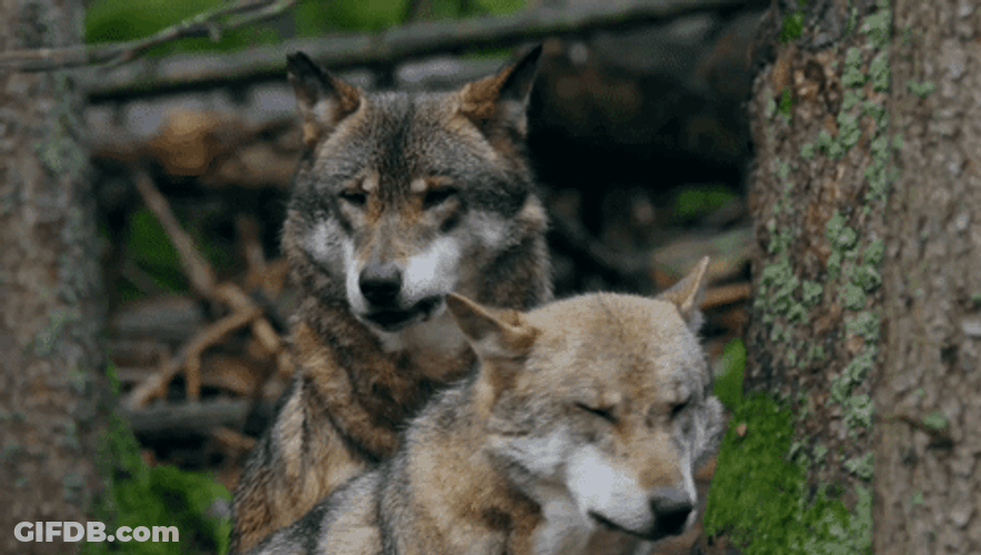 Wolf Calling The Pack GIF