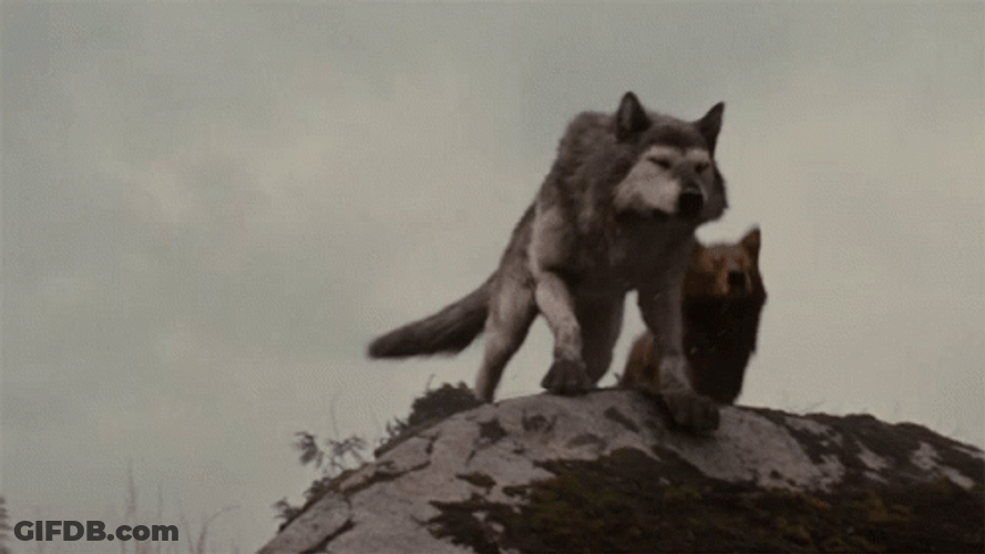 Wolf Couple Howling GIF