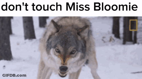 Wolf Don't Touch Miss Bloomie GIF
