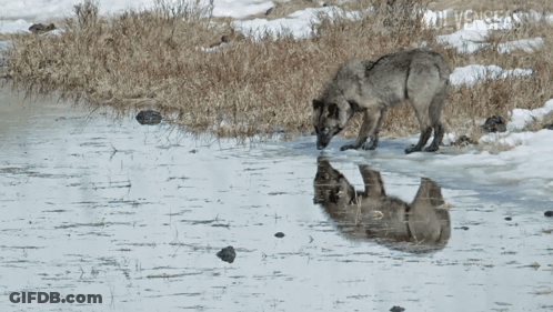 Wolf Drinking Water Looking At Reflection GIF