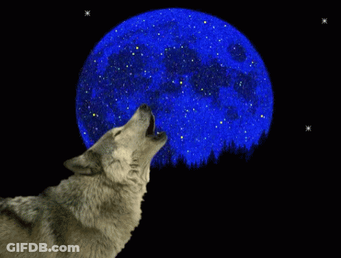 Wolf Howling At Blue Moon GIF