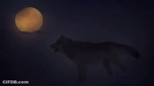 Wolf Howling At Full Moon GIF