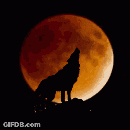 Wolf Howling At Full Moon GIF