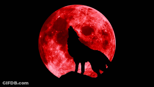 Wolf Howling At Full Red Moon With Signature Of S. Ataturk GIF