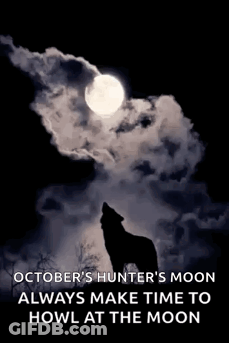 Wolf Howling At Moon Silhouette GIF