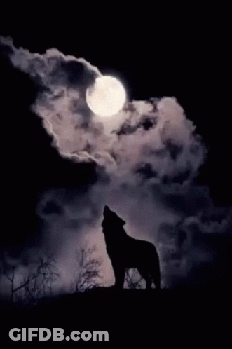 Wolf Howling At The Moon GIF