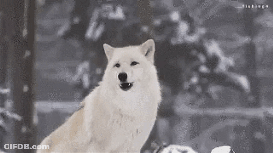 Wolf Howling Awoooo GIF