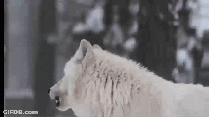 Wolf Howling Gray Level Up GIF