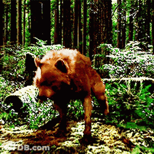 Wolf Howling In The Forest GIF