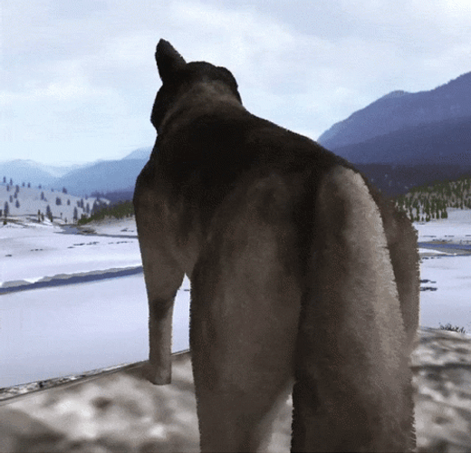 Wolf Howling On Top Of Big Rock GIF