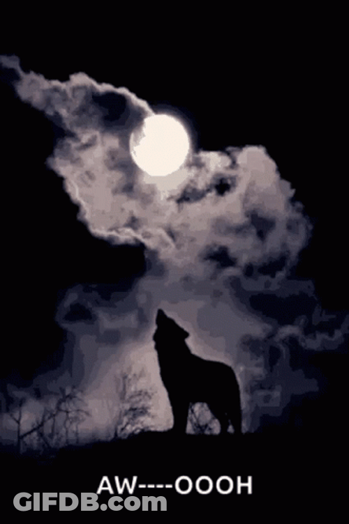 Wolf Howling Shadow Awooh Full Moon GIF