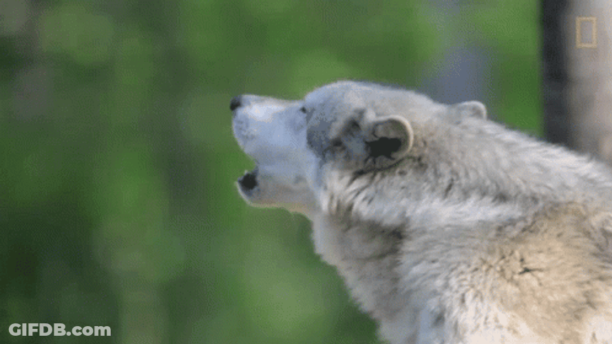 Wolf Howling Side View GIF