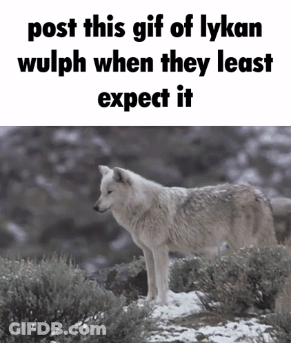 Wolf In Snow Post This Gif Of Lykan Wulph When They Least Expect It GIF