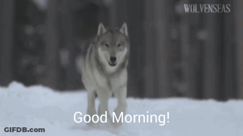 Wolf In Snow Saying Good Morning GIF
