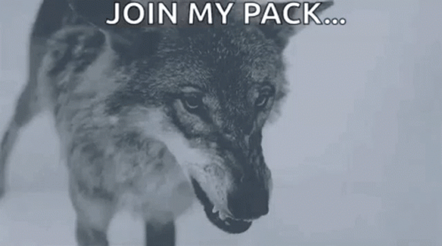 Wolf Join My Pack GIF