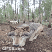 Wolf Laying In Dirt In Woods GIF