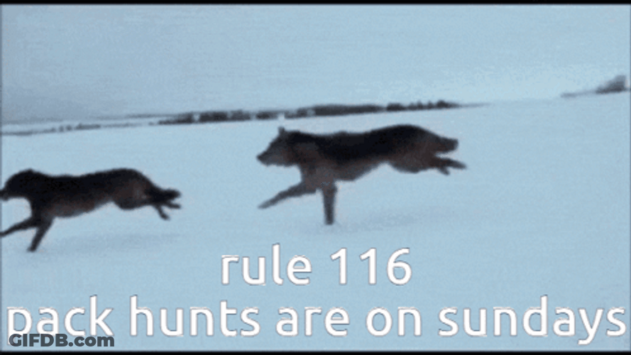 Wolf Pack Hunts On Sundays GIF