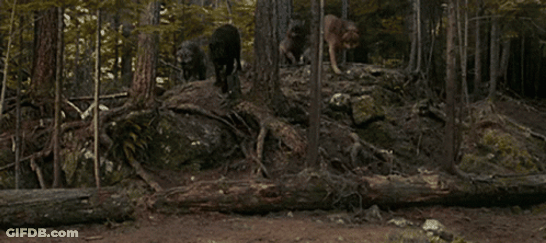 Wolf Pack In The Forest GIF