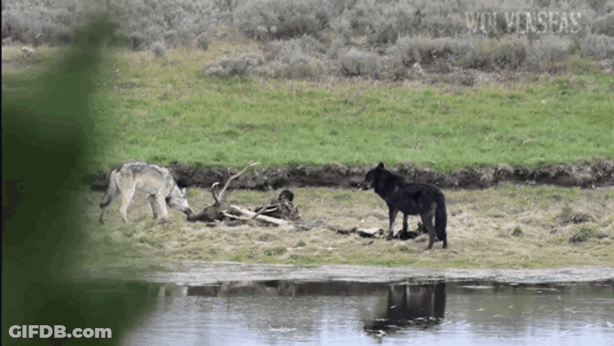 Wolf Pack Scavenging For Food GIF