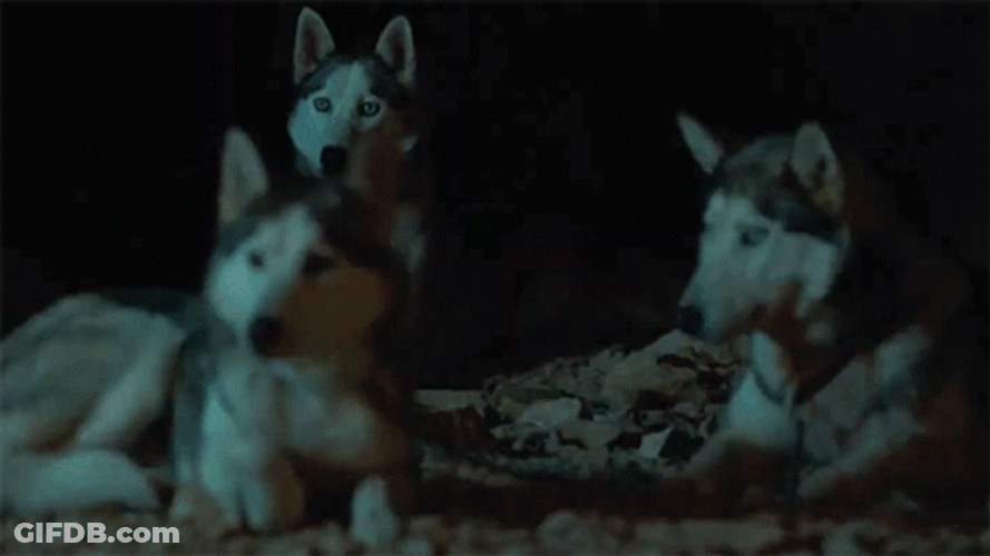 Wolf Pack Stay Alert GIF