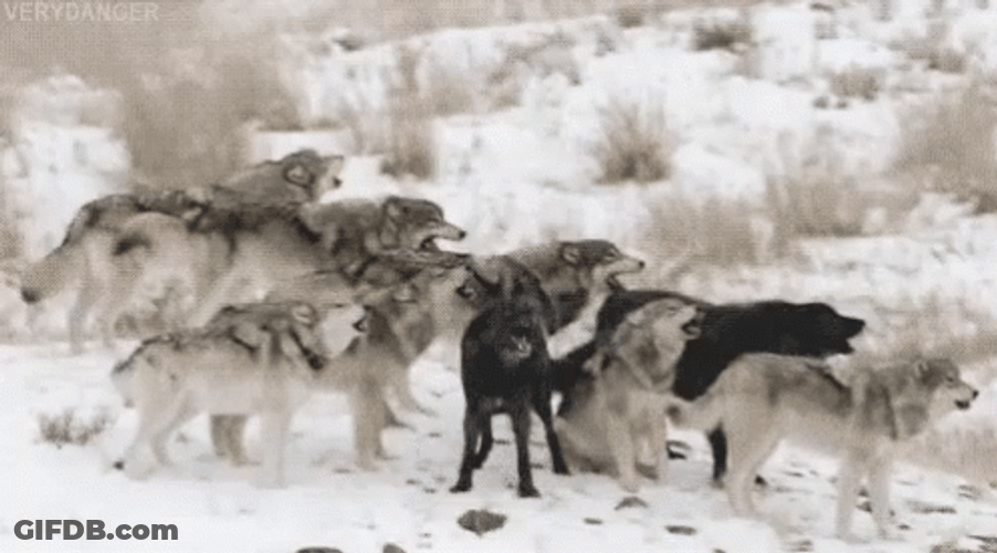 Wolf Pack Wagging Tail GIF