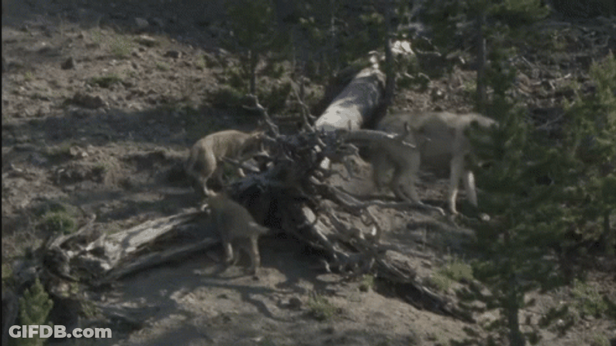 Wolf Pack With Baby Wolves GIF