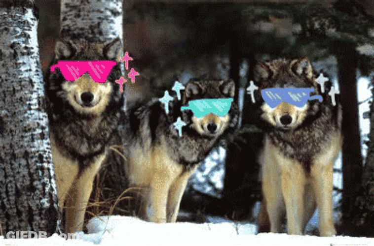 Wolf Pack With Glasses GIF