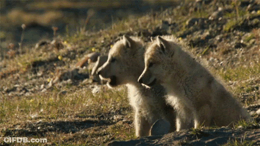 Wolf Pup Howling GIF