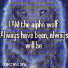 Wolf Saying I Am The Alpha Wolf Always Have Been Always Will Be GIF