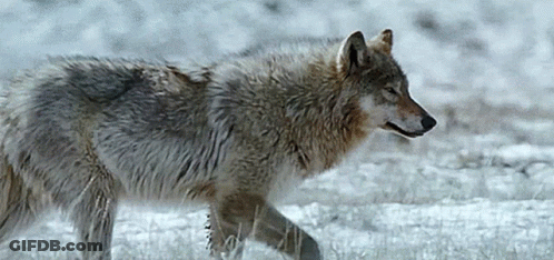 Wolf Sitting On Rock Minimax GIF