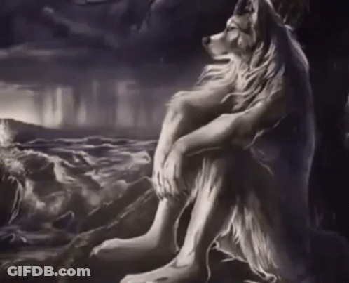 Wolf Sitting On Rock Near Water GIF