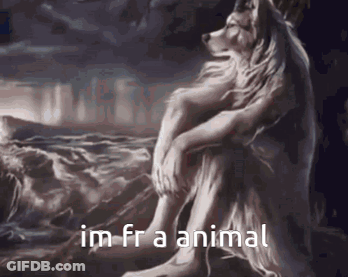 Wolf Sitting On Rock Saying Im Fra Animal GIF