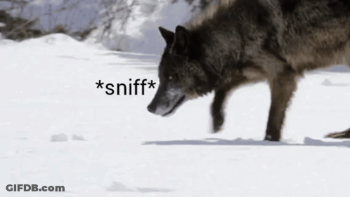 Wolf Sniffing Snow GIF
