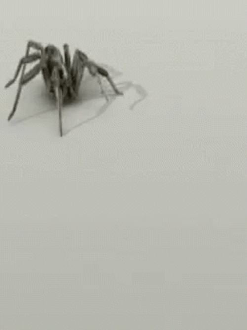 Wolf Spider Crawling GIF