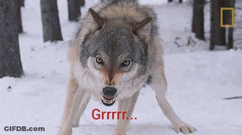Wolf Standing In Snow Grrr GIF
