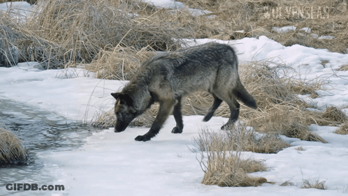 Wolf Walking In Snowy Field With Wolveslab Sign GIF
