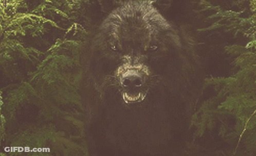Wolf With Do Not Touch Miss Circle GIF