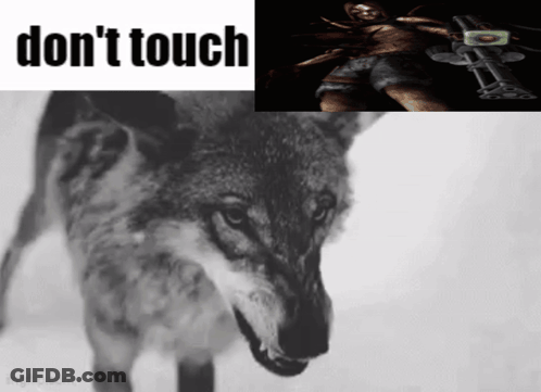 Wolf With Don't Touch Text GIF