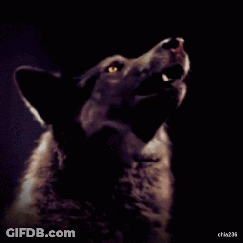 Wolf With Mouth Open Chia236 GIF