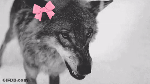 Wolf With Pink Bow Close Up GIF