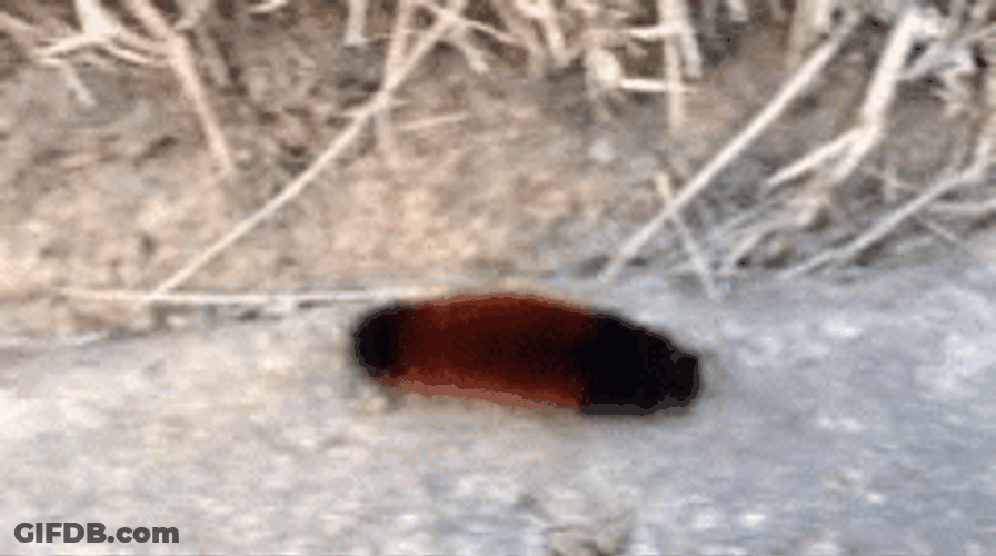 Wolly Bear Caterpillar GIF
