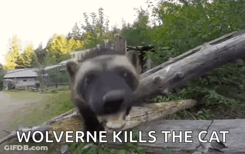 Wolverine Kills Cat With Picture Of Raccoon GIF